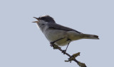 lesser whitethroat