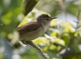 cetti`s warbler
