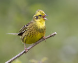 yellowhammer