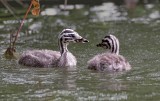 great crested grebe (juvs)