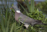 wood pigeon