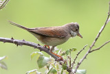  whitethroat