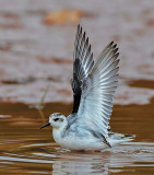  grey phalarope (1st winter)