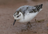 grey phalarope