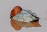  pochard