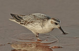  grey phalarope