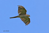  sparrowhawk