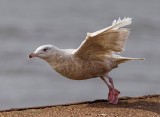 glaucous gull