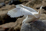 glaucous gull 