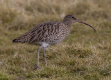  curlew