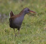  water rail