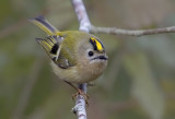  goldcrest