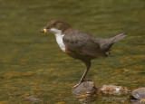 dipper