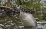 great crested grebe (j)