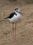 black winged stilt