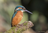 kingfisher (juv)