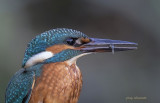  kingfisher (j)