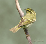 pallas`s warbler