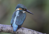 kingfisher male juvenile