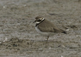  ringed plover ( j )