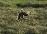 short eared owl 