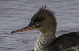 merganser (f).. winter plumage