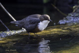 dipper