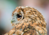  tawny owl ( rufous type )