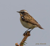 whinchat  (m)
