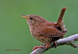  jenny wren