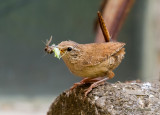 jenny wren