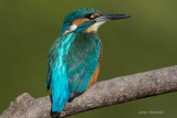 kingfisher