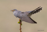   cuckoo (m)