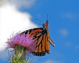 Monarch