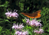 Painted Lady