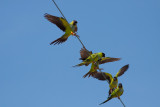 Nanday Parakeets