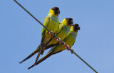 Nanday Parakeets