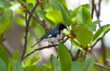 Black-throated Blue Warbler