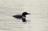 Common Loon