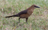 Boat-tailed Grackle