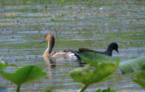 Fulvous Whistling-Duck