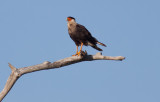 Crested Caracara