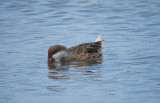 White-cheeked Pintail