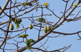 Yellow-chevroned & White-winged Parakeets