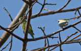 White-winged Parakeets