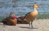 Fulvous & Black-bellied Whistling-Ducks