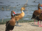 Fulvous & Black-bellied Whistling-Ducks