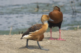 Fulvous & Black-bellied Whistling-Ducks