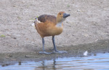 Fulvous Whistling-Duck