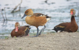 Fulvous & Black-bellied Whistling-Ducks